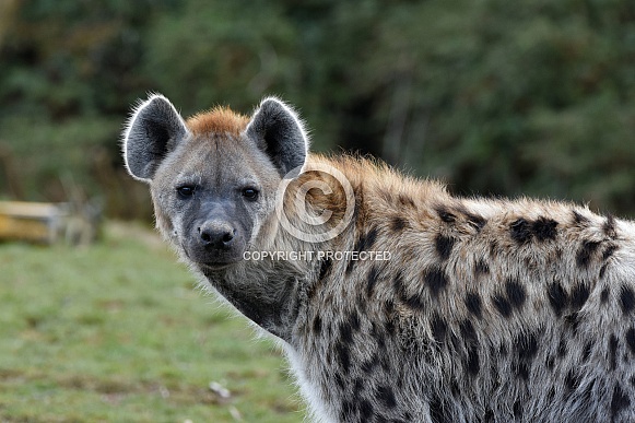 Hyena