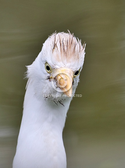 Western Cattle Egert