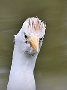 Western Cattle Egert