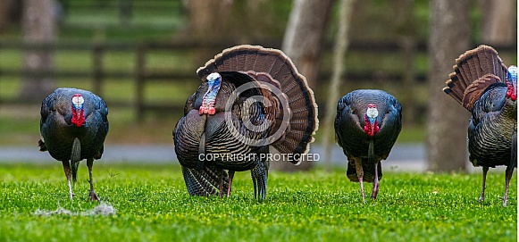 Rafter, gobble or flock of male Tom Osceola Wild Turkey - Meleagris gallopavo osceola - strutting on display in a wooded north Central Florida neighborhood