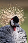 Grey Crowned Crane Close Up Portrait