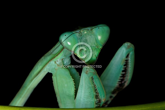 Praying Mantis Praying Mantis