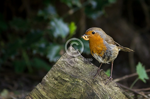 European Robin