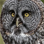 Great Grey Owl--Great Grey Up Close