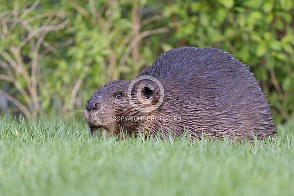Beaver in nature