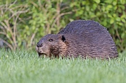 Beaver in nature