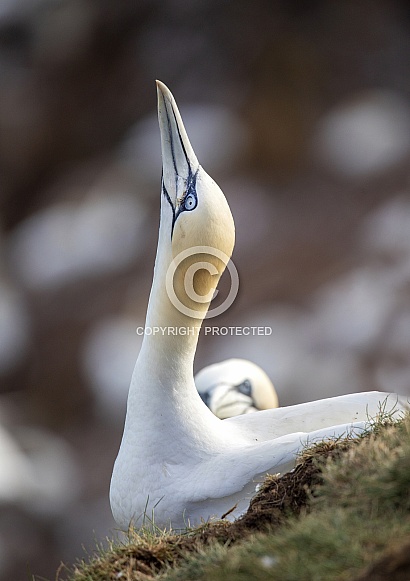 Northern gannet