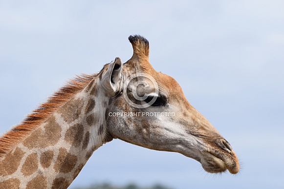 Giraffe