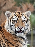 Amur Tiger