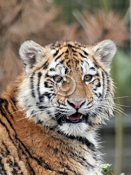 Amur Tiger