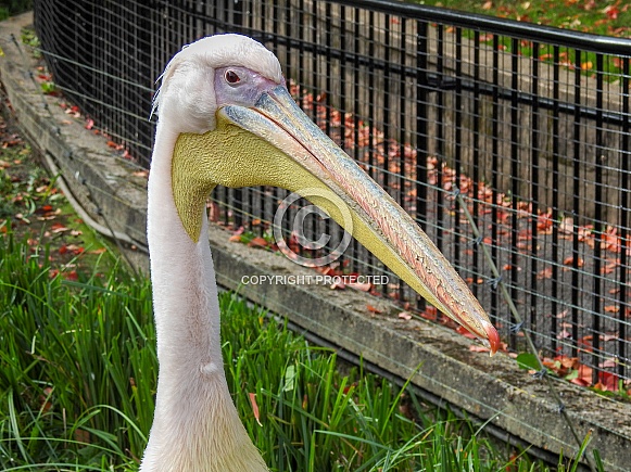 Great White Pelican Great White Pelican
