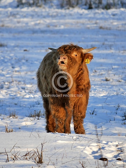Scottish Highland Cattle