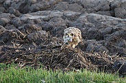 The short-eared owl (Asio flammeus)