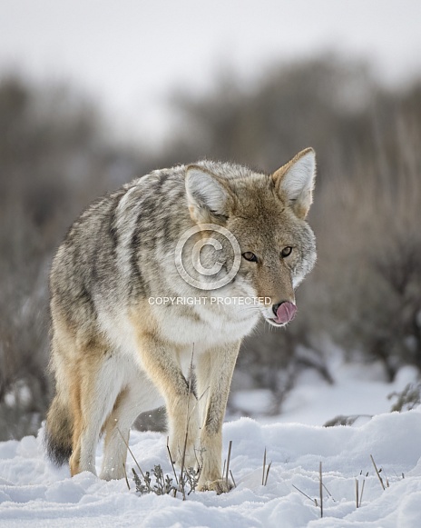 Coyote