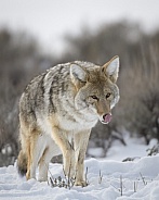 Coyote