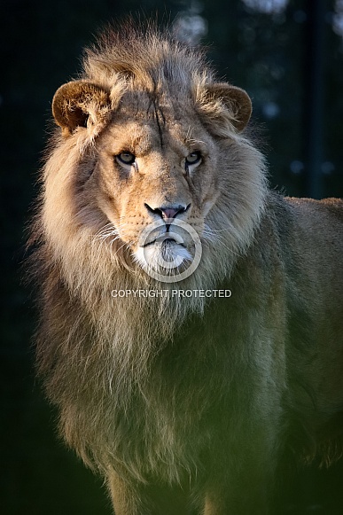 African lion