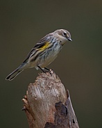 Yellow-rumped Warbler