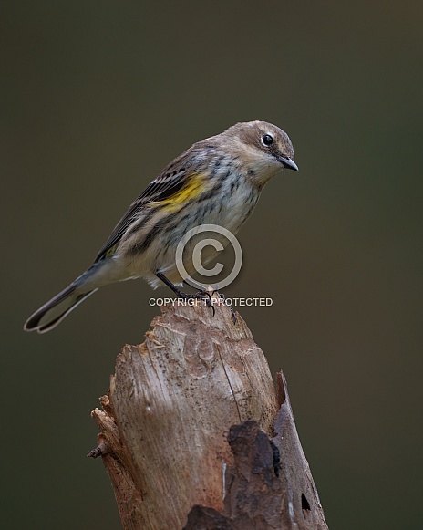 Yellow-rumped Warbler