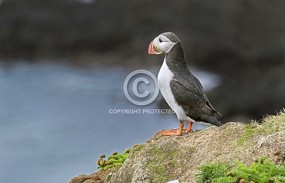 Puffin the birds from the arctic.