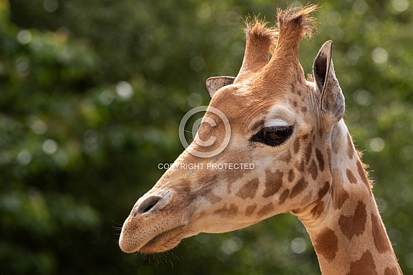Giraffe Head Shot Side Profile