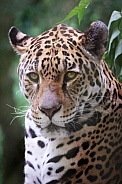 Jaguar (Panthera Onca)