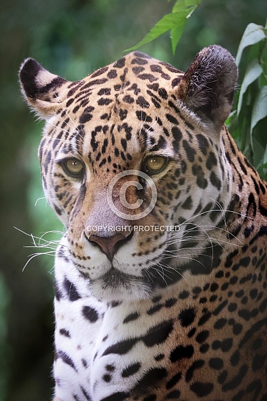 Jaguar (Panthera Onca)