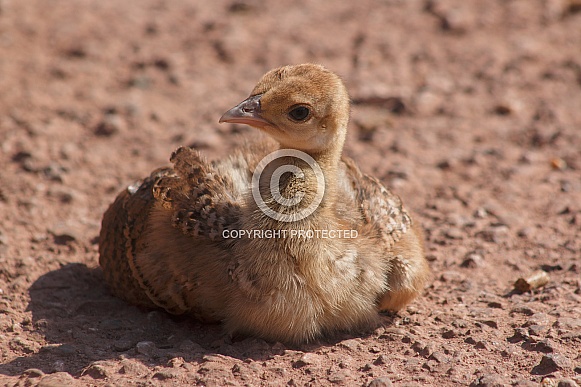 Peacock Chick Lying Down