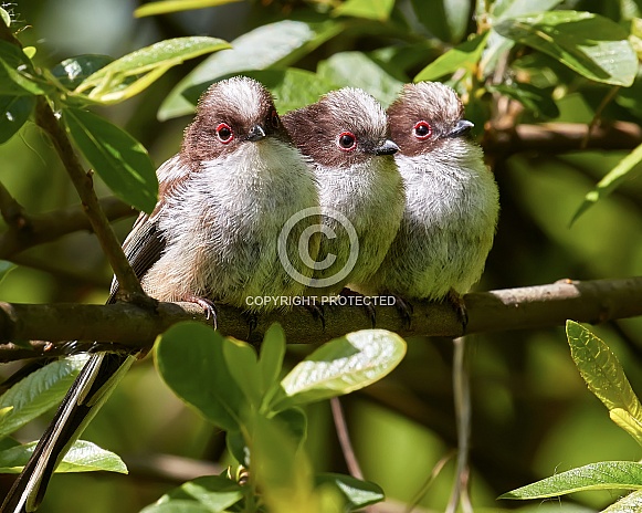 Long-Tailed Tit Fledglings