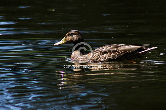 Female Mallard on Pond