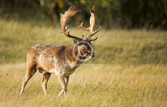 Fallow Deer