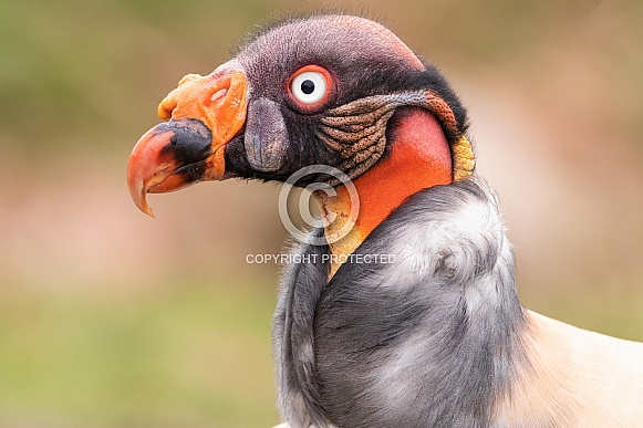 King Vulture Close Up Side Profile