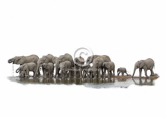 African Elephants