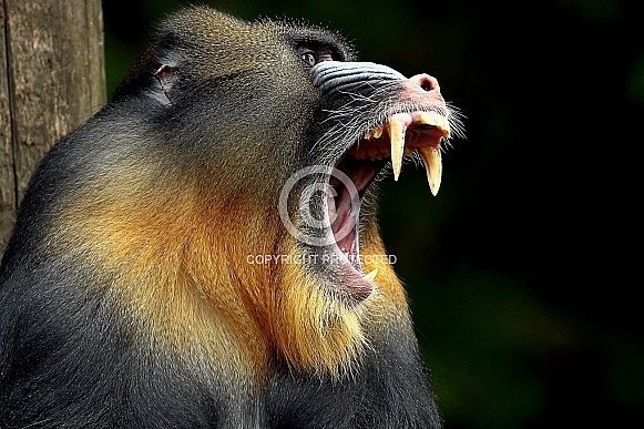 Mandrill Mandrill