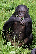 Bonobo (Pan Paniscus)