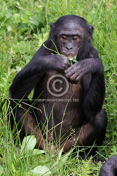 Bonobo (Pan Paniscus)