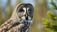Great grey gray owl - Strix nebulosa - aka Phantom of the North, cinereous, spectral, Lapland, spruce, bearded, and sooty owl worlds largest species of owl by length. Face close up with yellow eyes