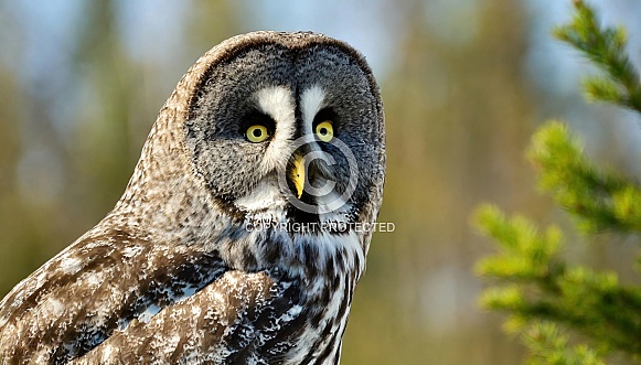 Great grey gray owl - Strix nebulosa - aka Phantom of the North, cinereous, spectral, Lapland, spruce, bearded, and sooty owl worlds largest species of owl by length. Face close up with yellow eyes
