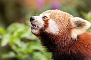 Red Panda Side Profile Mouth Open