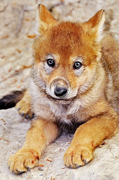 Wolf Cub Wolf Cub