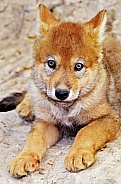 Wolf Cub