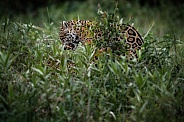 American jaguar in the nature habitat
