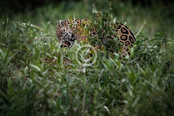 American jaguar in the nature habitat