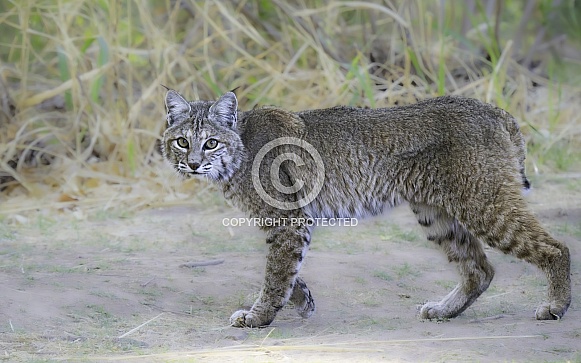 Arizona Bobcat startled while hunting Arizona Bobcat startled while hunting