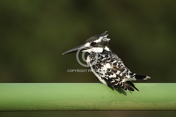 Pied Kingfisher Pied Kingfisher