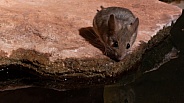 White Footed Mouse, Peromyscus leucopus