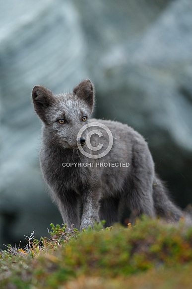 Arctic fox