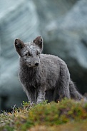 Arctic fox