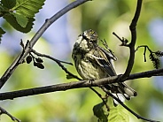 Myrtle Yellow-rumped Warbler in Fairbanks, Alaska