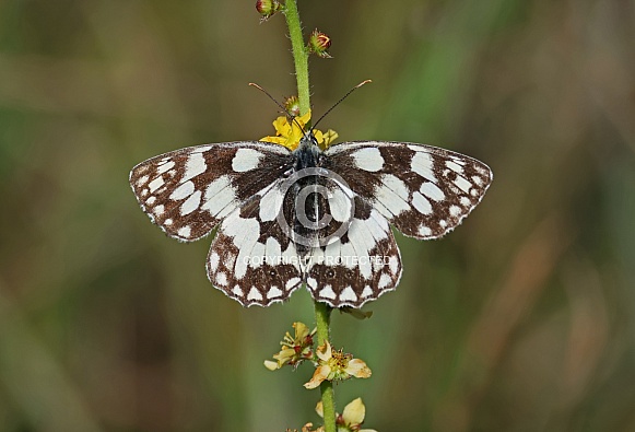 Marbled White