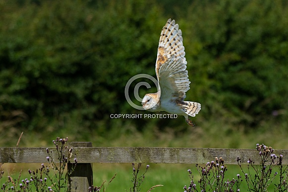 Barn Owl Flying